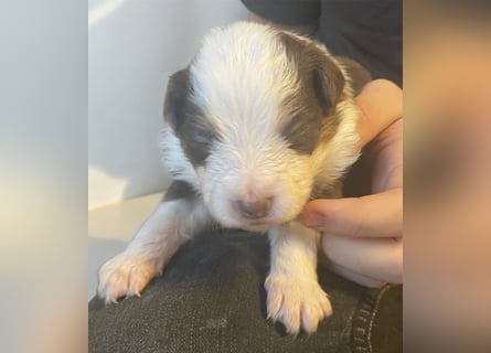 Mini American Shepherd / Mini Aussie
