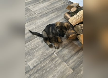 Deutsche Schäfer Hunde Welpen Rassen Hunde