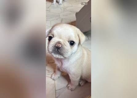 Mops Welpen ( noch 2 Rüde)