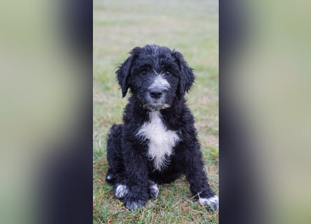Doodle Bergamasker Barbet Mix Bergamasco Franz. Wasserhund Bergadoodle für Allergiker nicht haarend