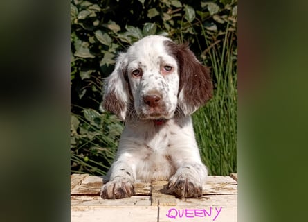 English setter Welpen (3 Rüden, 2 Hündinnen)