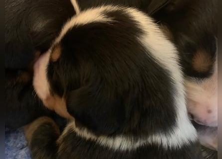 Wunderschöne Swissydog-Welpen mit Papieren - THERAPIEBEGLEITHUNDGEEIGNET