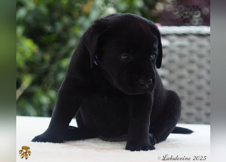 Labrador Welpen in schwarz- die Buben