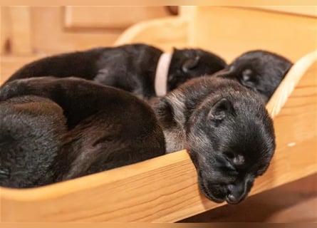 Topverpaarung Deutscher Schäferhund Welpen reinrassig Leistungslinie DDR HD/ED frei!