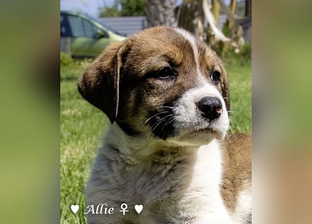Allie, Adam und Ajax suchen ein Zuhause