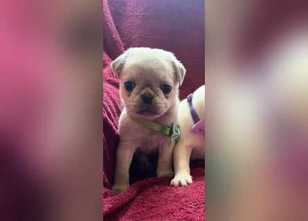 Mops Welpen ( noch 2 Rüde)