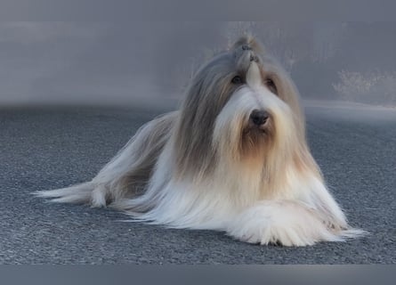 · BEARDED COLLlE WELPEN  · Ein faible für das Besondere!