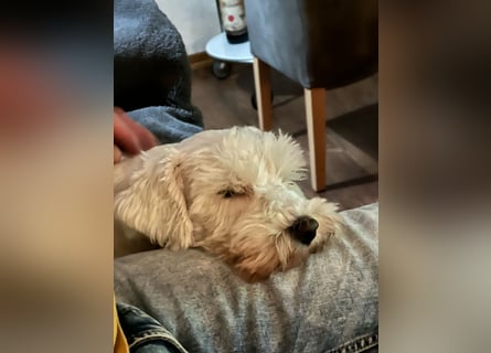 Weiße Zwergschnauzer Welpen nicht haarend reinrassig