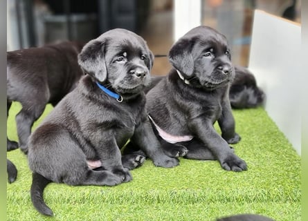 Edle Labrador Welpen (Schwarz/Foxred/Creme) mit Ahnentafel, Nachkommen von Champions