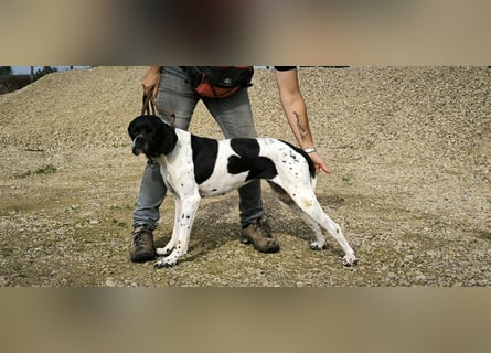 Sangria  - Portugiesischer Pointer, lieb und verträglich