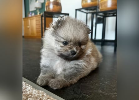 Reinrassige Pomeranian-Hündinnen mit Ahnentafel suchen ihre Traumfamilien
