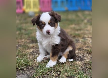 Mini Aussie Hündin / Mini American Shepherds aus Liebevoller Aufzucht