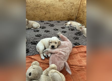 Golden Retriever Welpen