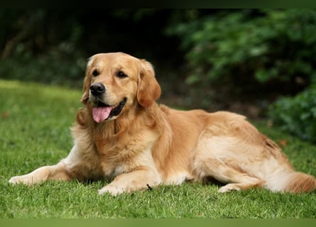 Golden Retriever Welpen