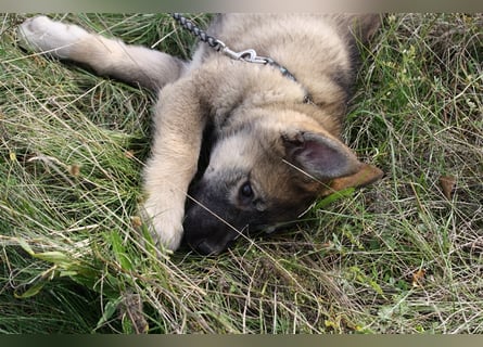 Eurasier - A. Malamute Hybrid-Welpe: Hündin, Name: Ajuma