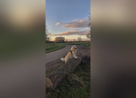 Golden Retriever Deckrüde