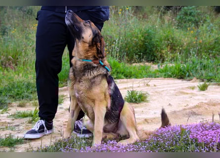 Zita, Schäferhund-Mix, lieb und verträglich  auch mit  Katzen
