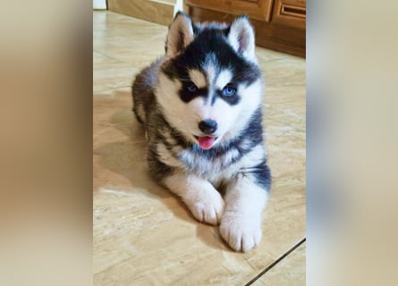FCI Pedigree Blue Eyed Black & White Siberian Husky 