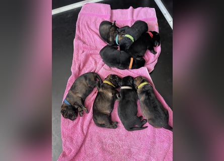 Welpen, Schäferhundwelpen vom Verein für deutsche Schäferhunde mit Papiere
