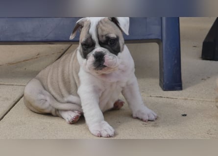 Zuckersüße Freiatmige Bulldoggenwelpen