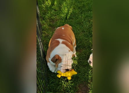 Englische Bulldogge Welpen mit FCI Papiere