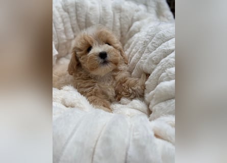 Maltipoo Malteser Toy Pudel Mix Welpen