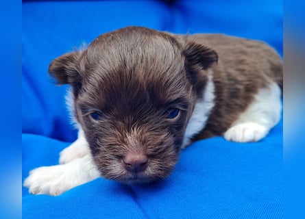 Bezaubernde Welpen aus Bolonka Zwetna und Pomeranian (Zwergspitz)