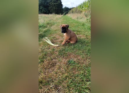 Boxer-Welpen von mehrmaligen Teilnehmern der Deutschen Meisterschaften!!!