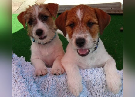 2 rassetypische Jack russell Terrier Rüdenwelpen 3 Monate alt