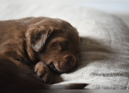 Aussiedor Aussiedorwelpe Welpe Australien Shepherd x Labrador