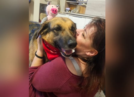 Zita, Schäferhund-Mix, lieb und verträglich  auch mit  Katzen