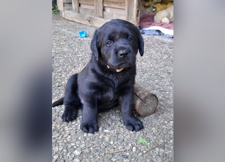 Labrador Welpen mit Ahnentafel