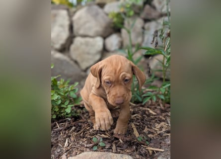 Ungarisch-Drahthaar-Welpen (UD) - Magyar Vizsla
