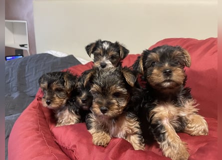 Liebe auf vier Pfoten – Yorkshire Terrier Welpen suchen ihr Für-immer-Zuhause!