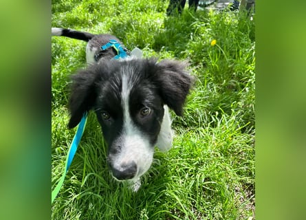 Loki – kleiner Abenteurer mit großem Herz sucht sein Für-Immer-Zuhause