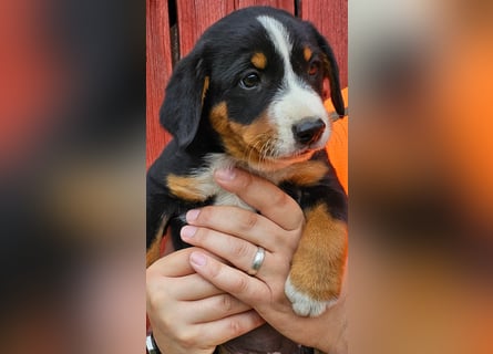 Appenzeller Sennenhunde, Welpen, Tri-Color Schwarz und Havanna Braun, 1 Hündin, ab Ende Mai