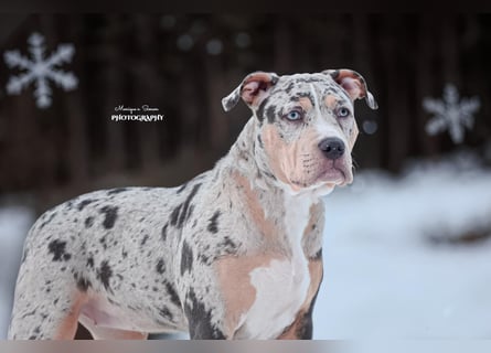 American bully xl/xxl mit Abkc Papieren