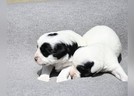 traumhaft hübscher Tibet Terrier Welpen aus erfahrender Zucht  sind geboren dürfen im Juni ausziehen