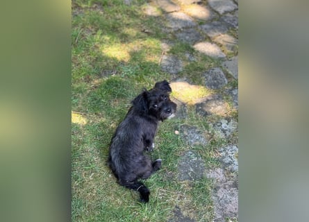 Zwei süße Hundewelpen suchen noch ein liebevolles Zuhause!