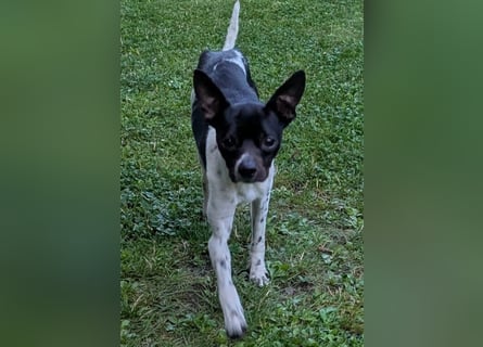 Floh: jetzt aber für immer