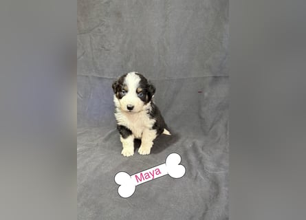 8 Australian Sheperd Welpen
