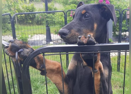 Dobermann Welpen mit Ahnentafel u. Bringservice