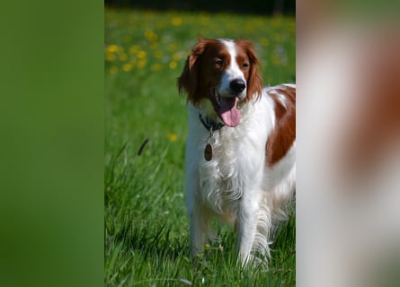 Sportlicher Familienhund - Irish Red and White Setter