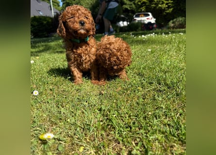 Pudel! Wundervolle Welpen suchen bald ein liebevolles Zuhause!