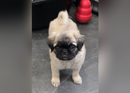 Mops Welpen  ( Altdeutsche )