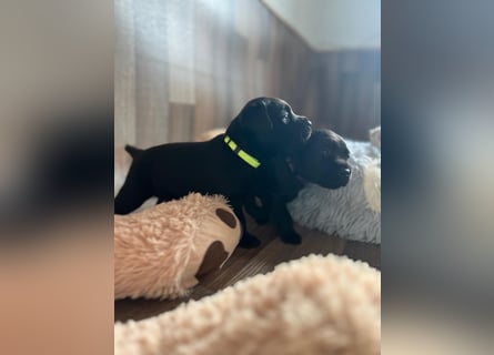 Reinrassige Labrador Welpen m.P. aus liebevoller Zucht