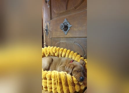 Labrador Welpen Hündinnen / Rüde in Fox- red - USA Line