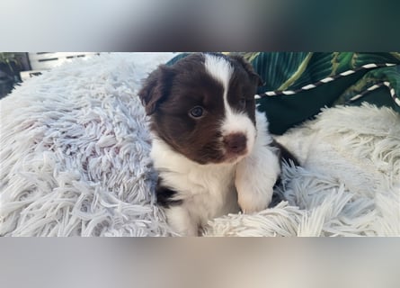 Mini Australian Shepherd Welpen