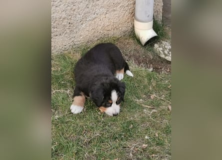 Berner Sennen Welpen