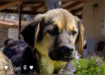 Gigi und Giselle suchen ein Zuhause